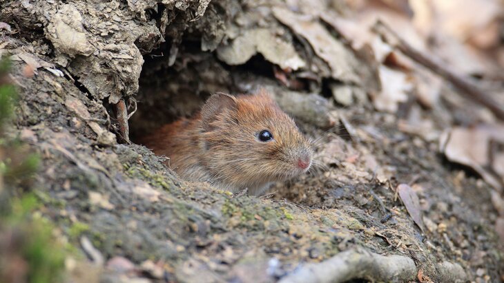 Эксперт Кунафин: укрывшиеся в земле животные могут начать мерзнуть без снега в Москве