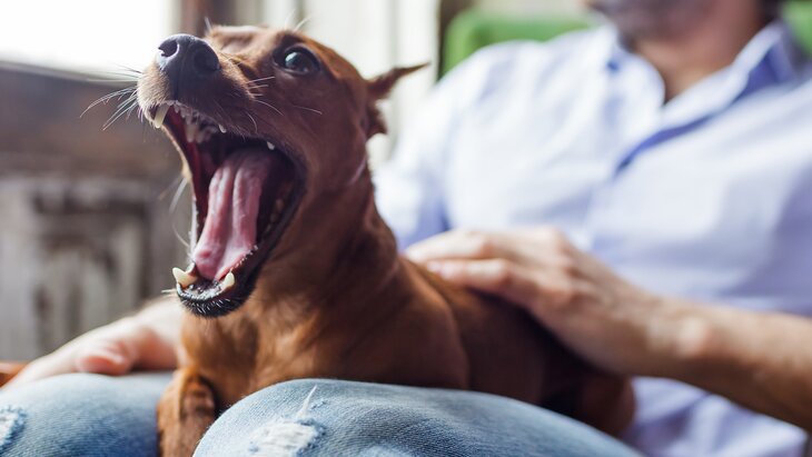 В ГД предложили расширить список потенциально опасных пород собак