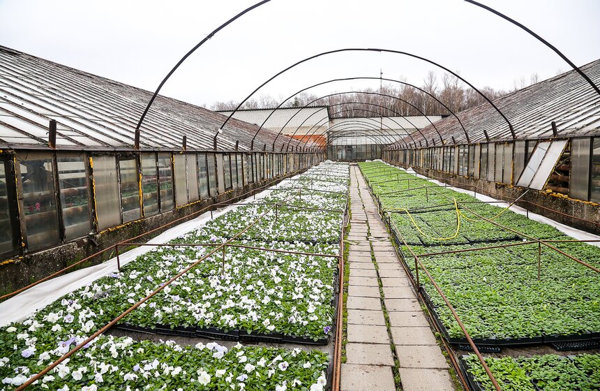 Цветы для Москвы: что будет расти летом на клумбах 25 фото