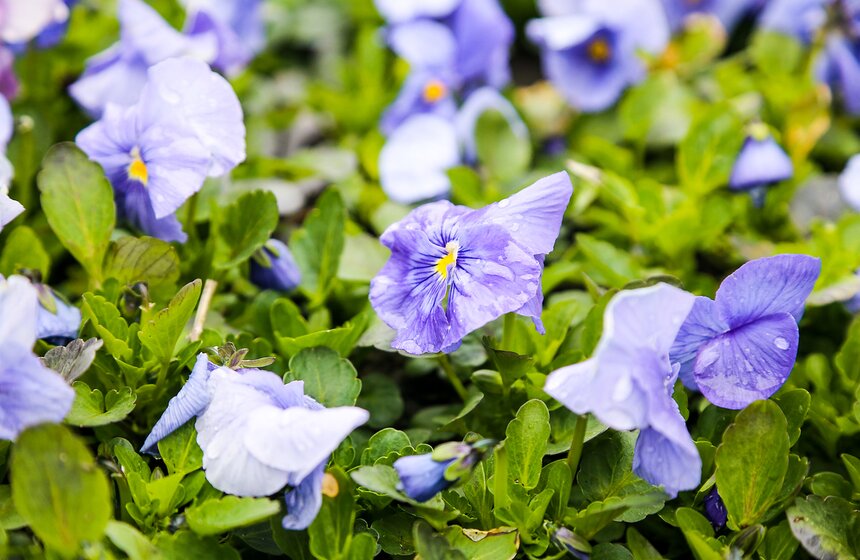 Цветы для Москвы: что будет расти летом на клумбах 24 фото