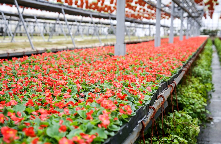 Цветы для Москвы: что будет расти летом на клумбах 17 фото