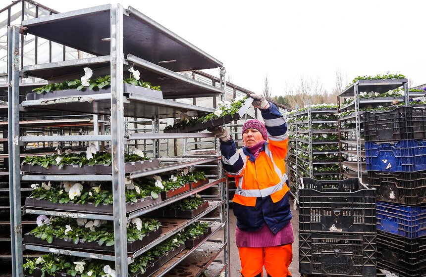 Цветы для Москвы: что будет расти летом на клумбах 21 фото