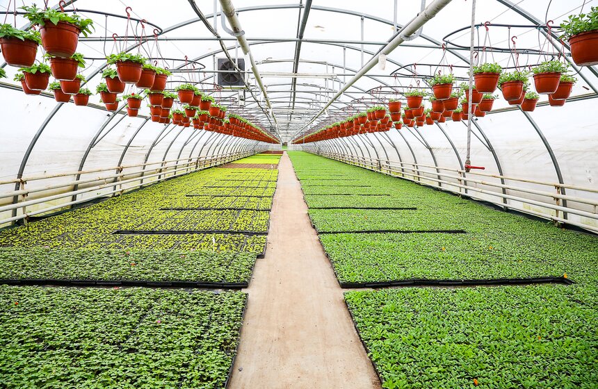 Цветы для Москвы: что будет расти летом на клумбах 20 фото