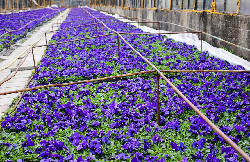 Цветы для Москвы: что будет расти летом на клумбах 23 фото