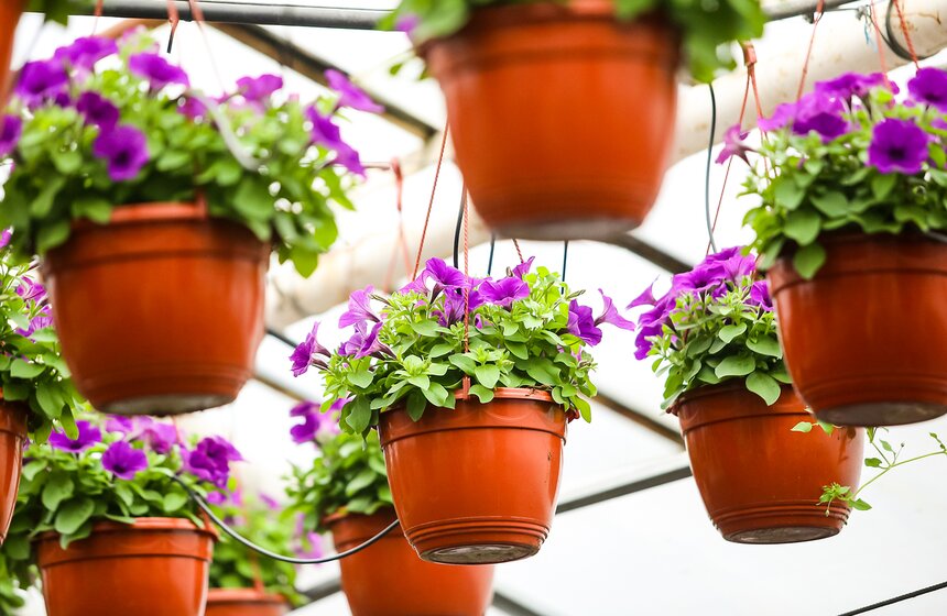 Цветы для Москвы: что будет расти летом на клумбах 30 фото