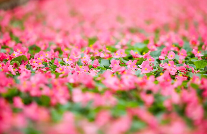 Цветы для Москвы: что будет расти летом на клумбах 31 фото