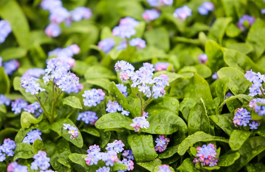 Цветы для Москвы: что будет расти летом на клумбах 34 фото