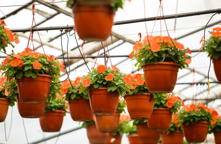 Цветы для Москвы: что будет расти летом на клумбах 32 фото