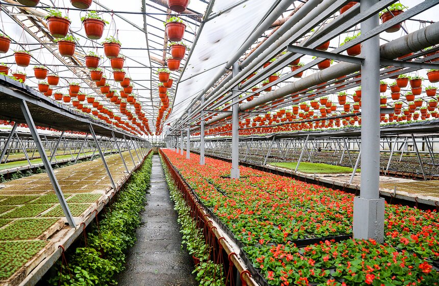 Цветы для Москвы: что будет расти летом на клумбах 15 фото