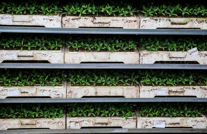 Цветы для Москвы: что будет расти летом на клумбах 12 фото