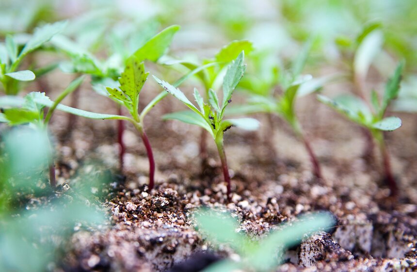 Цветы для Москвы: что будет расти летом на клумбах 11 фото
