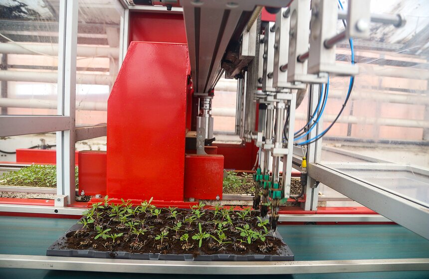 Цветы для Москвы: что будет расти летом на клумбах 5 фото