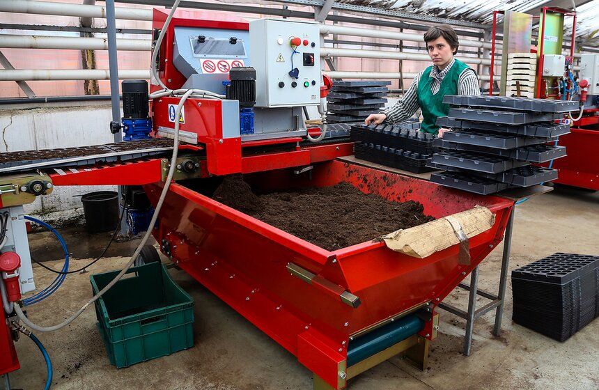 Цветы для Москвы: что будет расти летом на клумбах 3 фото