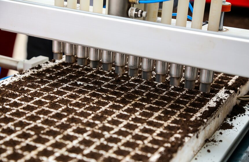 Цветы для Москвы: что будет расти летом на клумбах 6 фото