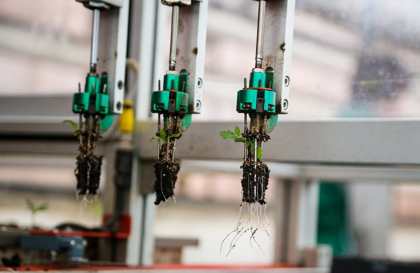 Цветы для Москвы: что будет расти летом на клумбах 9 фото