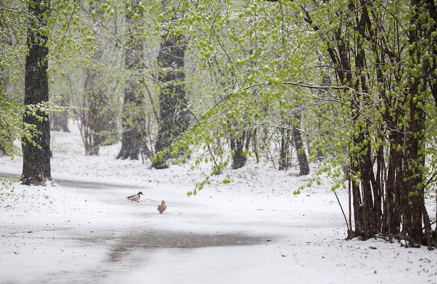 Весенний снегопад в Москве. Фото 37 фото