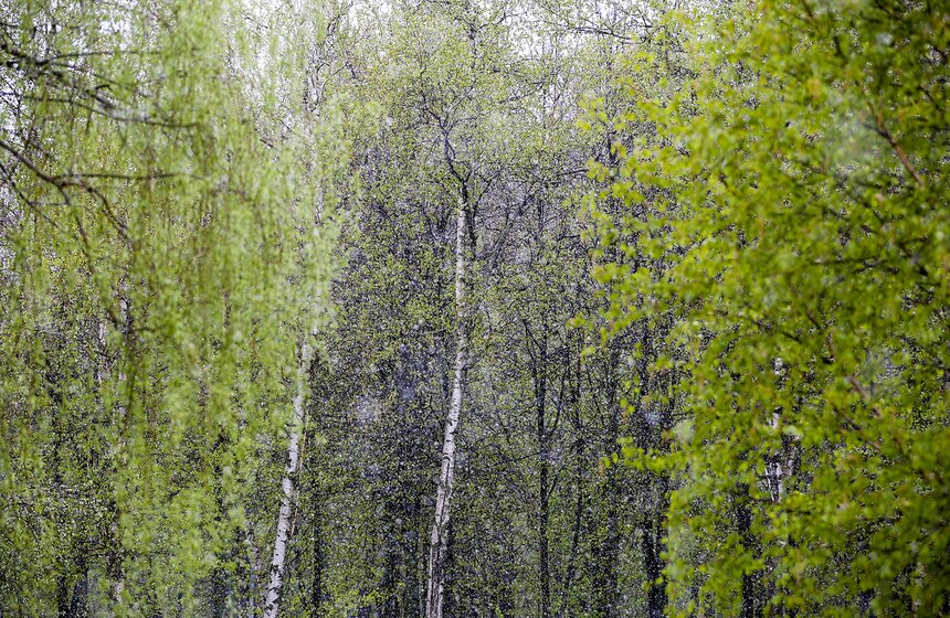 Весенний снегопад в Москве. Фото 13 фото