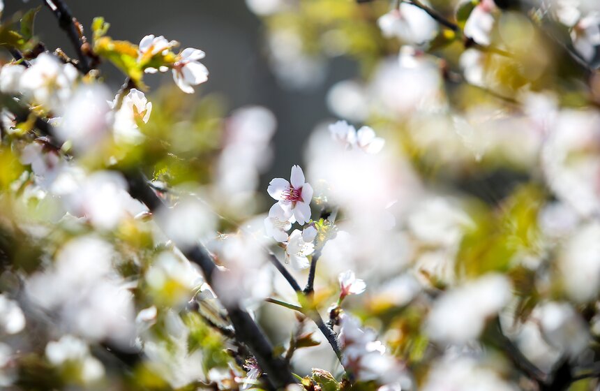 Весна в столице. Фото 3 фото