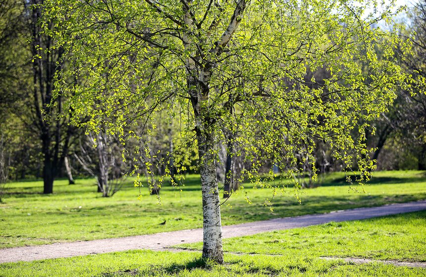 Весна в столице. Фото 25 фото