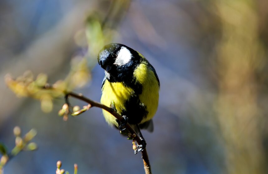 Весна в столице. Фото 31 фото