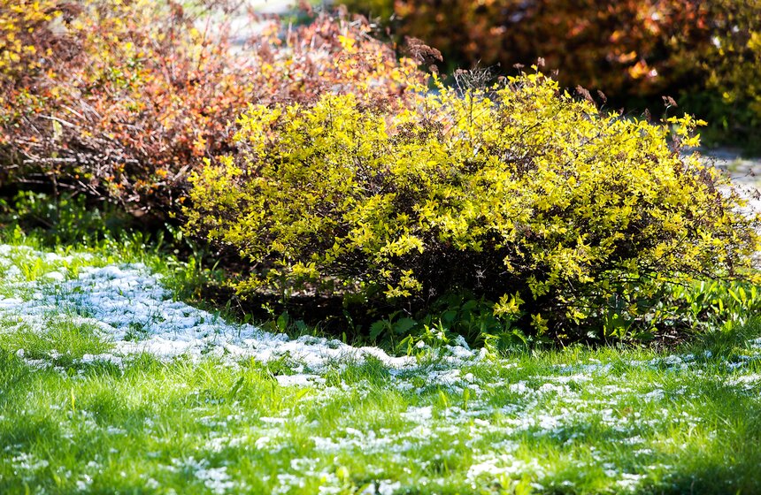 Снежная московская весна. Фото 4 фото