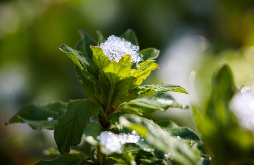Снежная московская весна. Фото 3 фото