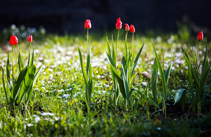 Снежная московская весна. Фото 2 фото