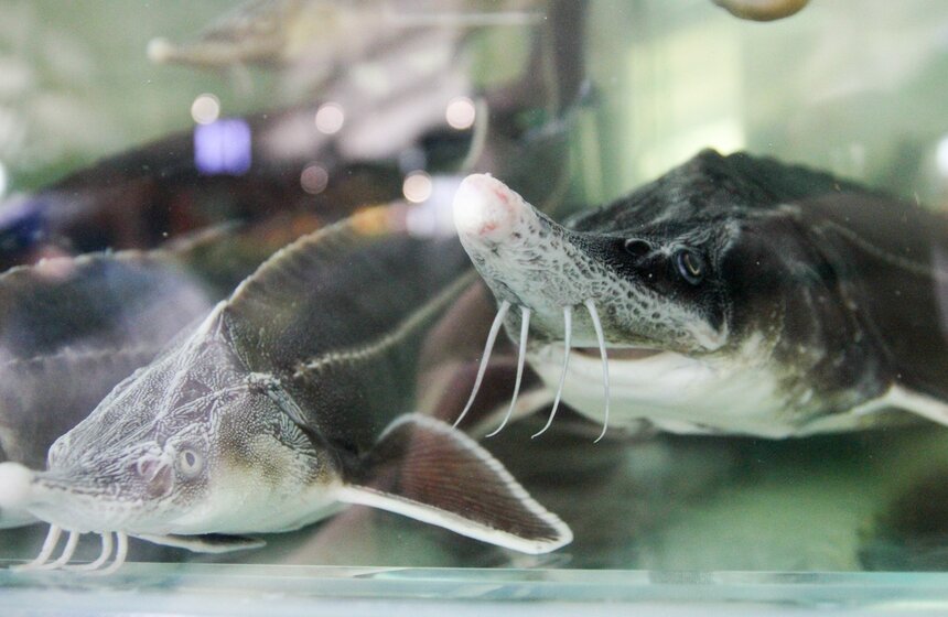 Сергей Собянин посетил открытие обновленного Даниловского рынка 19 фото