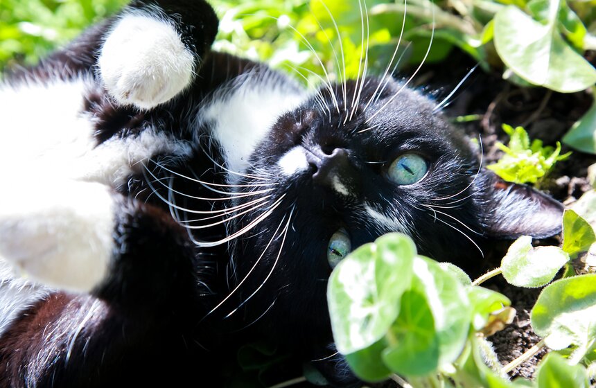 Весна в "Аптекарском огороде". Фото 35 фото