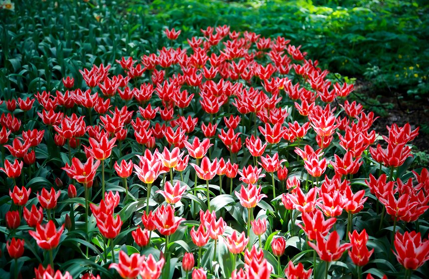 Весна в "Аптекарском огороде". Фото 36 фото