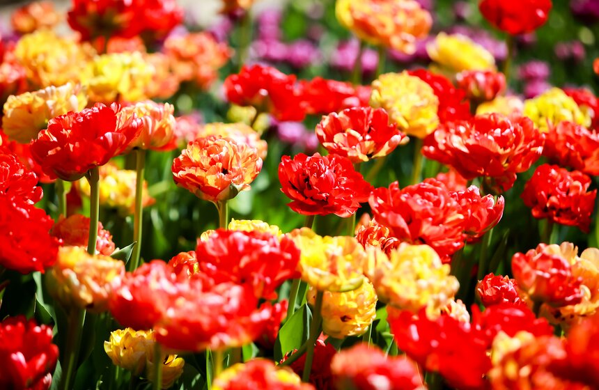 Весна в "Аптекарском огороде". Фото 24 фото