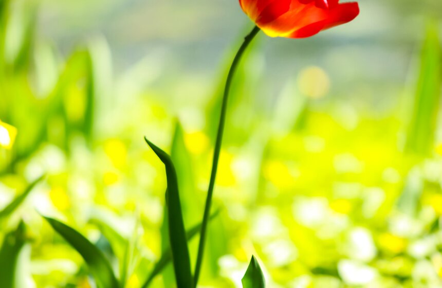 Весна в "Аптекарском огороде". Фото 18 фото