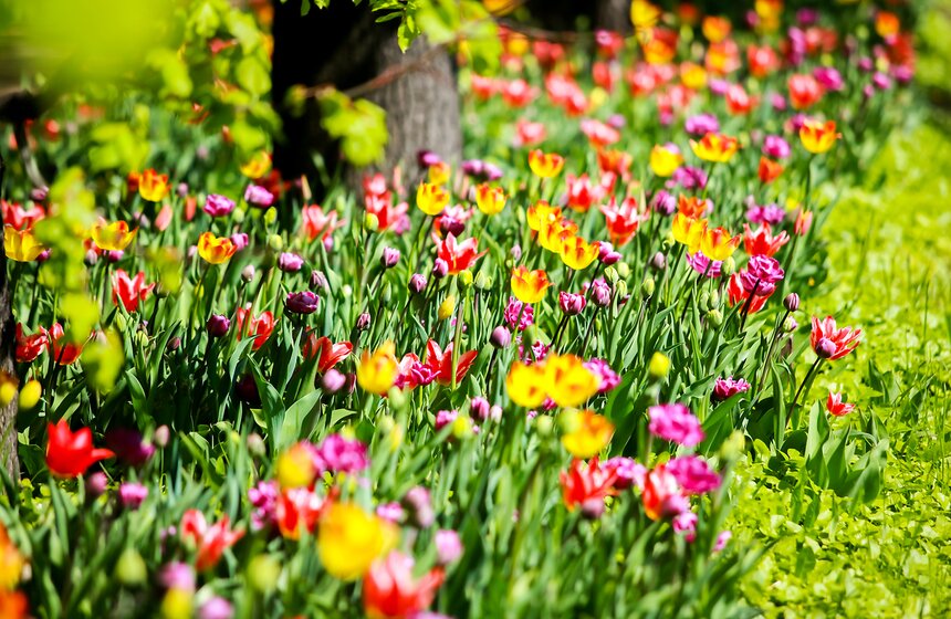 Весна в "Аптекарском огороде". Фото 19 фото