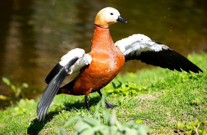 Весна в "Аптекарском огороде". Фото 20 фото