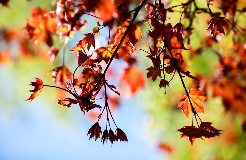Весна в "Аптекарском огороде". Фото 27 фото