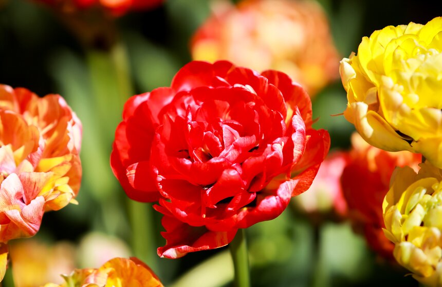 Весна в "Аптекарском огороде". Фото 25 фото