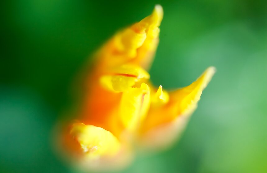 Весна в "Аптекарском огороде". Фото 28 фото