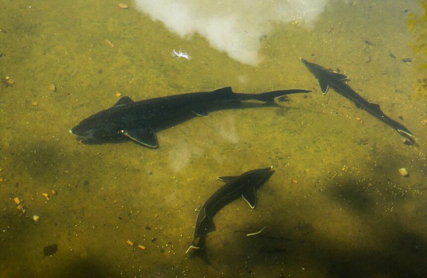 Весна в "Аптекарском огороде". Фото 31 фото