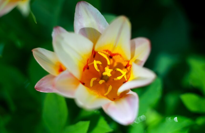 Весна в "Аптекарском огороде". Фото 7 фото