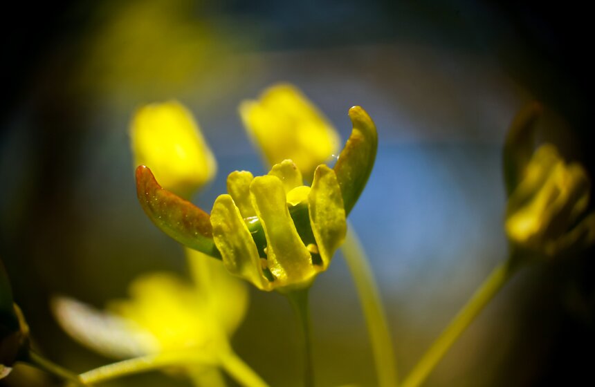Весна в "Аптекарском огороде". Фото 13 фото