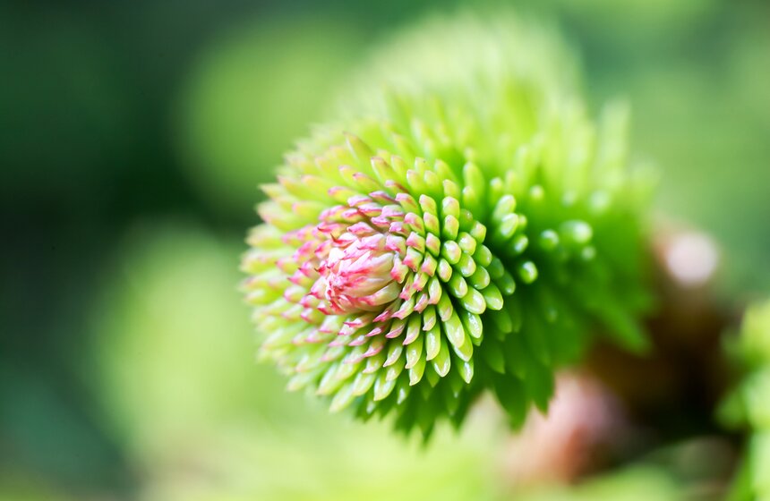 Весна в "Аптекарском огороде". Фото 12 фото