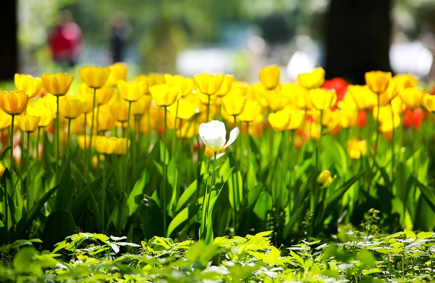 Весна в "Аптекарском огороде". Фото 2 фото