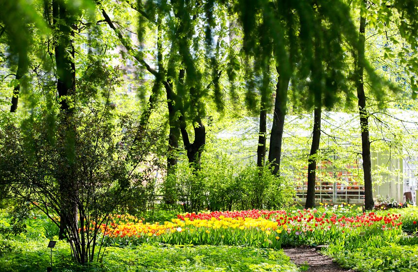 Весна в "Аптекарском огороде". Фото 1 фото