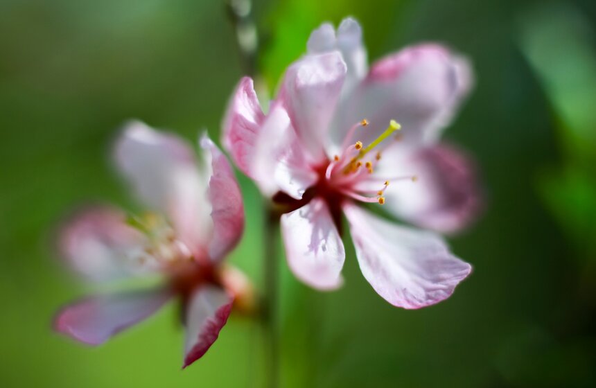 Весна в "Аптекарском огороде". Фото 6 фото