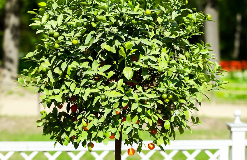 Весна в "Аптекарском огороде". Фото 5 фото