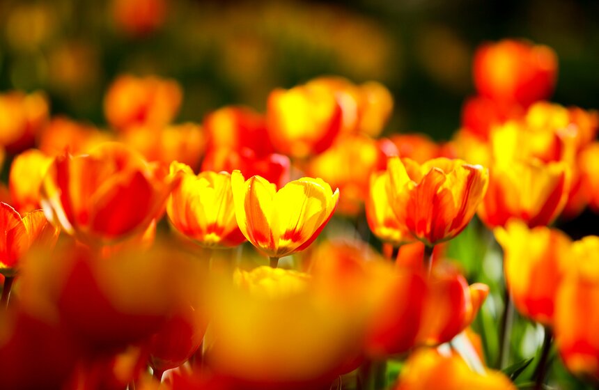 Весна в "Аптекарском огороде". Фото 3 фото