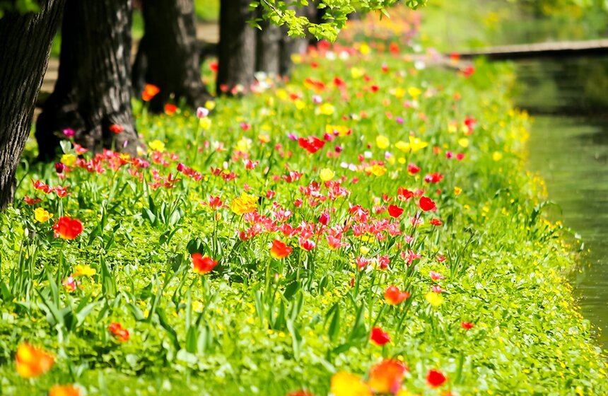 Весна в "Аптекарском огороде". Фото 4 фото