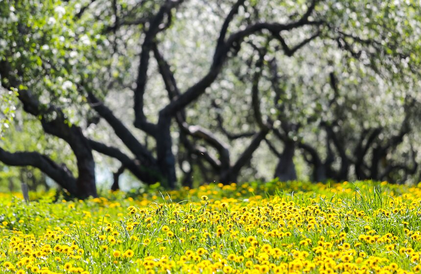 В "Коломенском" началось массовое цветение яблонь. Фото 33 фото