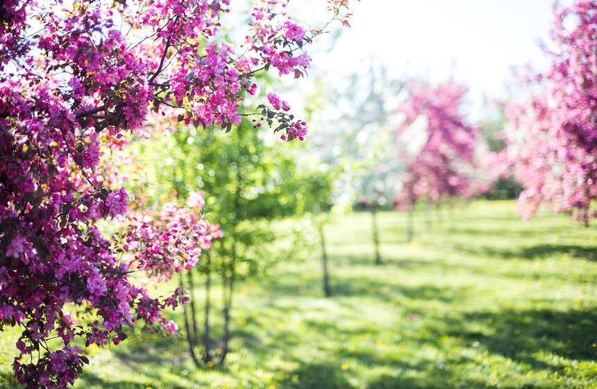 В "Коломенском" началось массовое цветение яблонь. Фото 8 фото