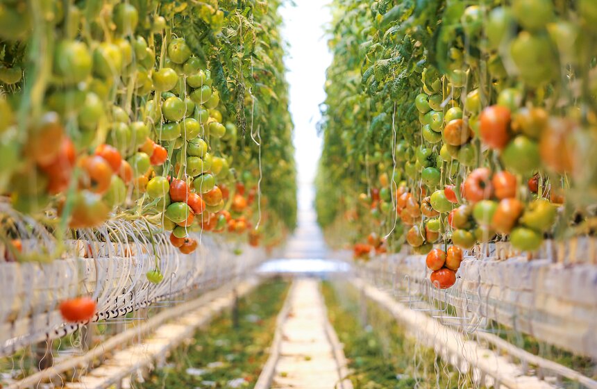 Как Подмосковье снабжает столицу овощами круглый год 33 фото